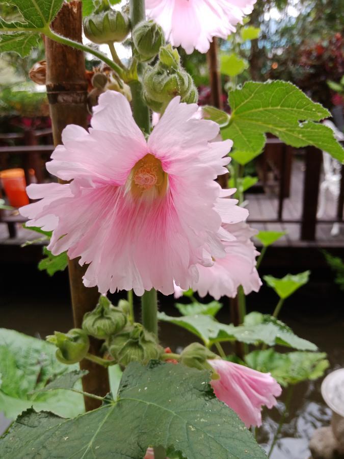 Yi Jia Yuan Homestay Nanzhuang Luaran gambar